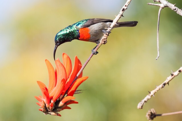 A wild Greater Double-collared Sunbird feeding on a Coral Tree flower